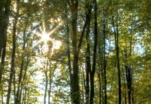 Vreme în încălzire în Bihor, dar ploile își fac apariția în a doua parte a lunii aprilie Vremea în pădure