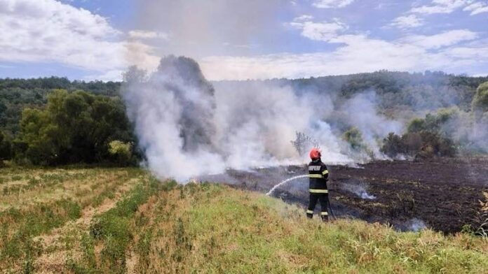 Incendiu vegetație stins de pompieri