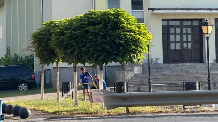 Udă copacii în parcul din Aleșd Udă copacii în parcul din Aleșd