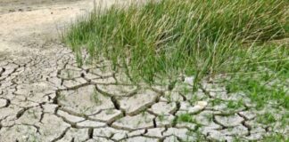 Secetă în Aleșd
