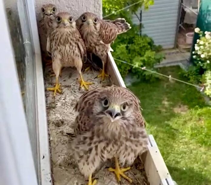 Pui de șoim crescuți pe un pervaz