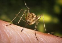 Epidemia de Chikungunya, „noul COVID”  face ravagii în sudul Chinei – OMS avertizează: Țânțarii pot declanșa o nouă pandemie