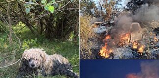 Pompierii din Aleșd au stins incendii și au salvat animale în minivacanța de Sfânta Maria Pompierii din Aleșd