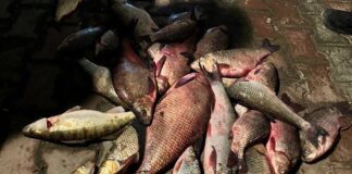 Braconaj piscicol în Țețchea: Trei bărbați reținuți pentru furt și distrugere Braconaj piscicol