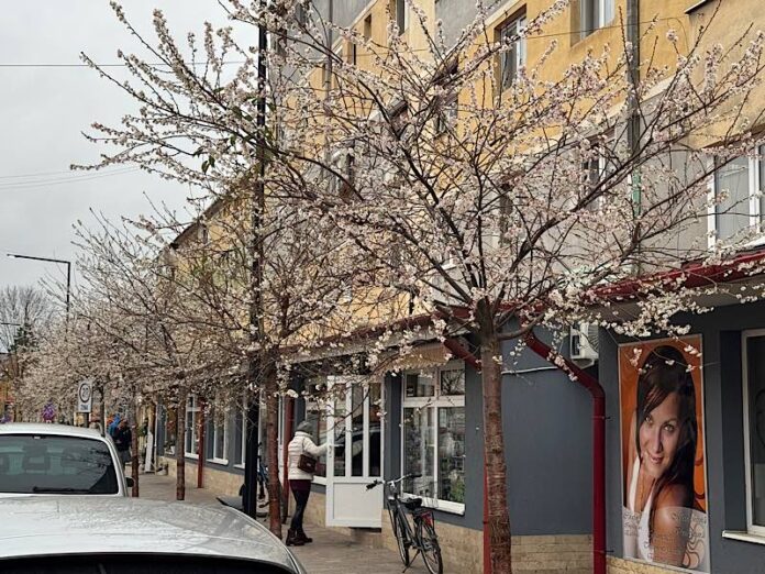 Cireș înflorit în noiembrie Aleșd