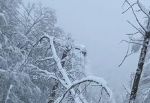 Copacii care pun în pericol alimentarea cu energie vor fi îndepărtați la Peștiș – Valea de Șinteu