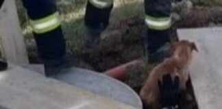 Cățel salvat de pompieri dintr-o fosă septică. Mesaj emoționant transmis salvatorilor