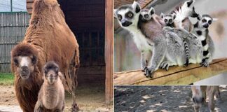 Premieră la Zoo Oradea. S-a născut un pui de cămilă bactriană