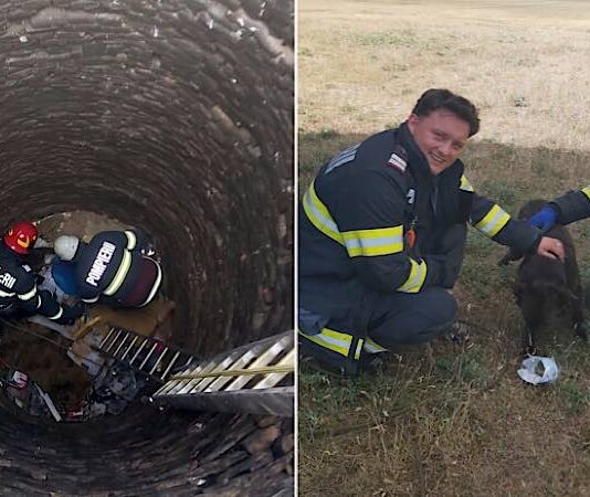 Câine salvat de pompierii bihoreni dintr-o fântână dezafectată Câine salvat de pompierii bihoreni