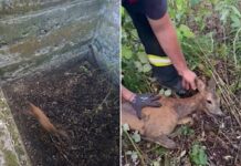 Căprioară salvată de pompierii bihoreni