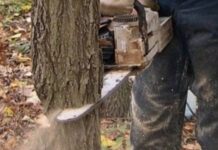 Patru bărbați din Lugașu de Sus, reținuți după ce ar fi tăiat și furat 171 de arbori. Prejudiciul depășește 39.000 de lei