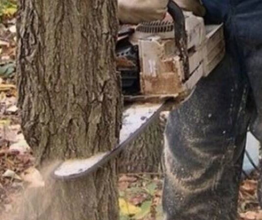 Patru bărbați din Lugașu de Sus, reținuți după ce ar fi tăiat și furat 171 de arbori. Prejudiciul depășește 39.000 de lei Lemne tăiate pădure